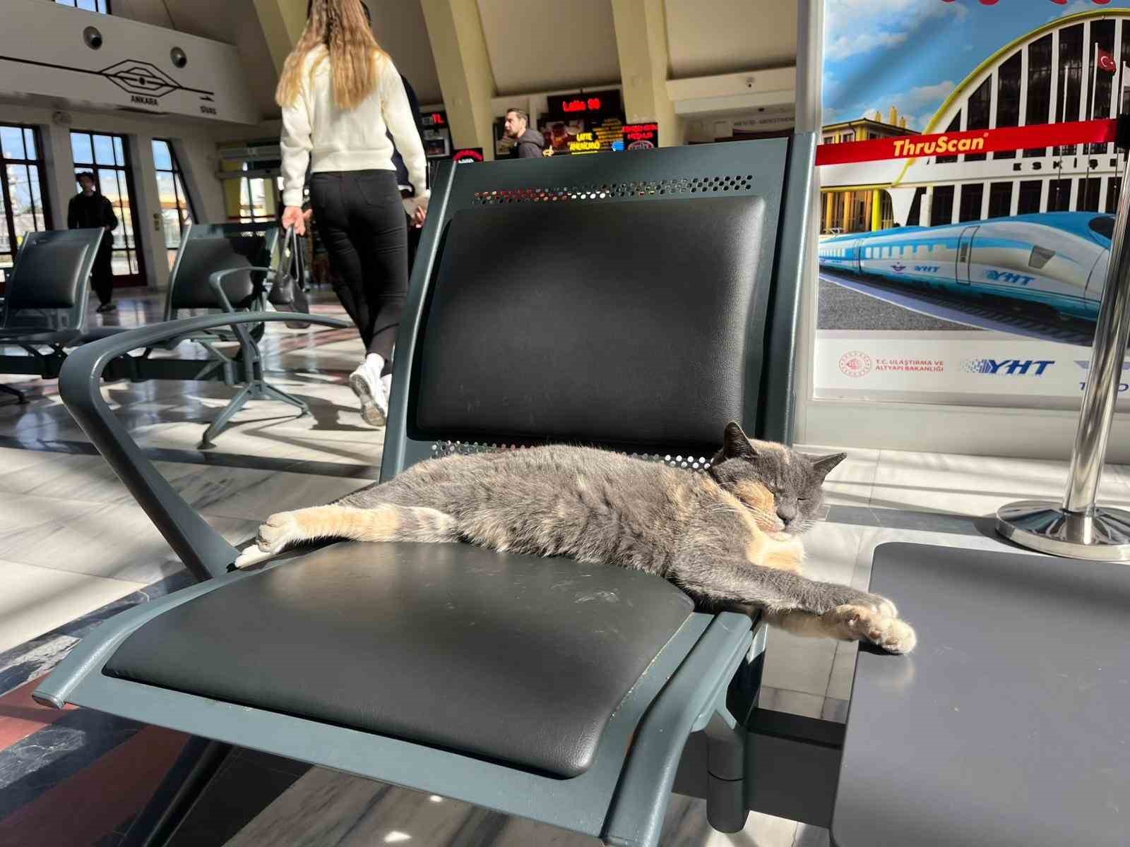 Soğuktan kaçan patili misafir, gar koltuğunda güneş keyfi yaptı