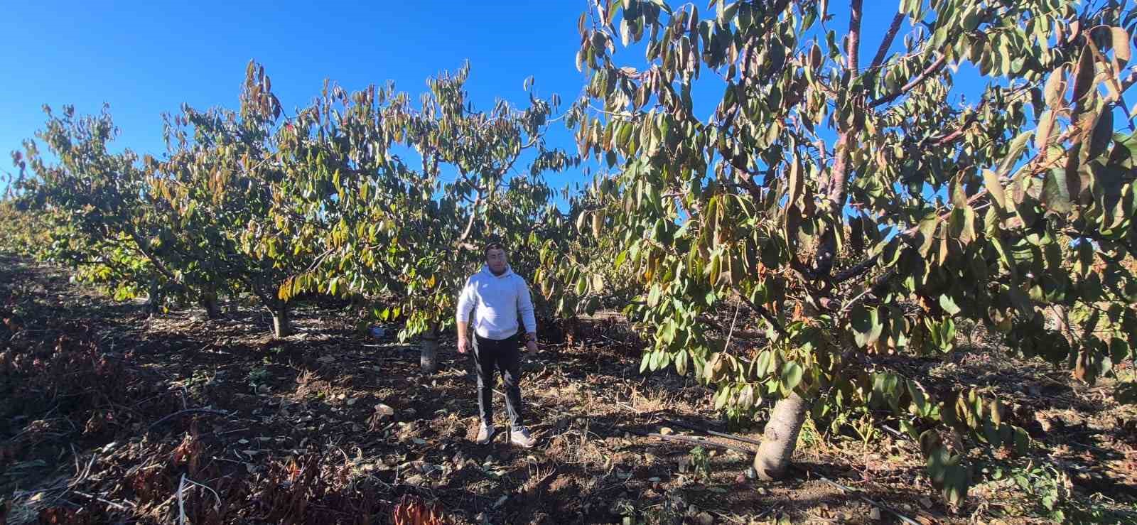 Zirai dondan etkilenen kiraz üreticisinden devlete destek teşekkürü