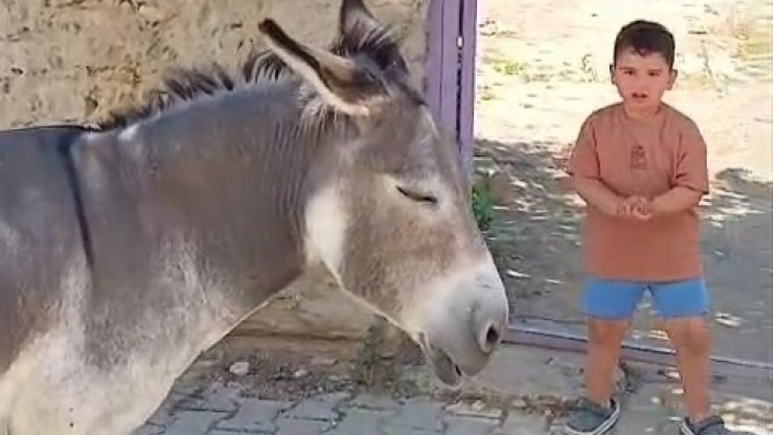 Mahallenin gizemli eşeği gündem oldu
