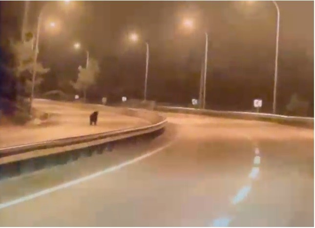 Bilecikte ayı ana yola indi