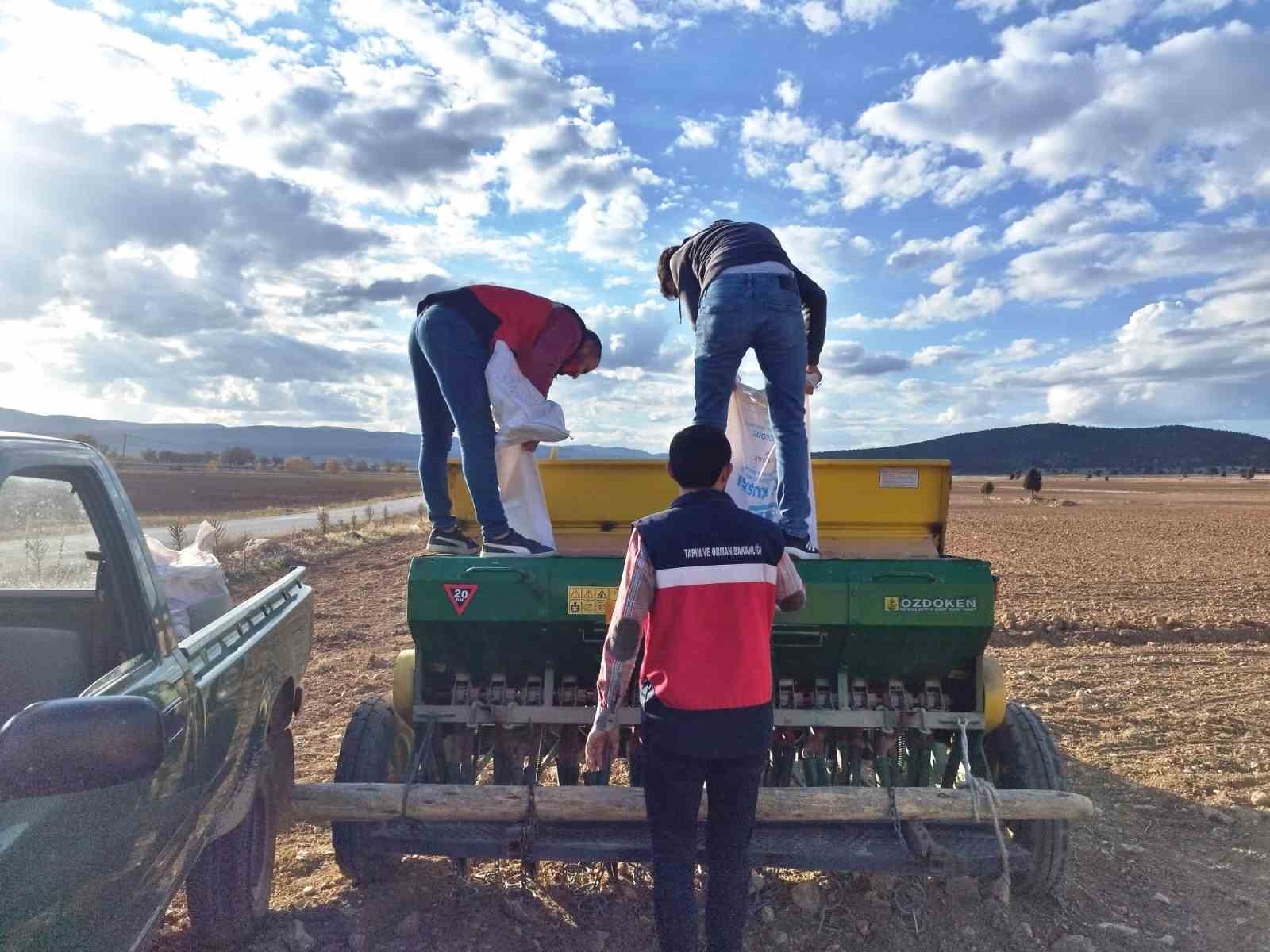 Çavdarhisarda buğday ve tritikale tohumlarının ekimi yapıldı