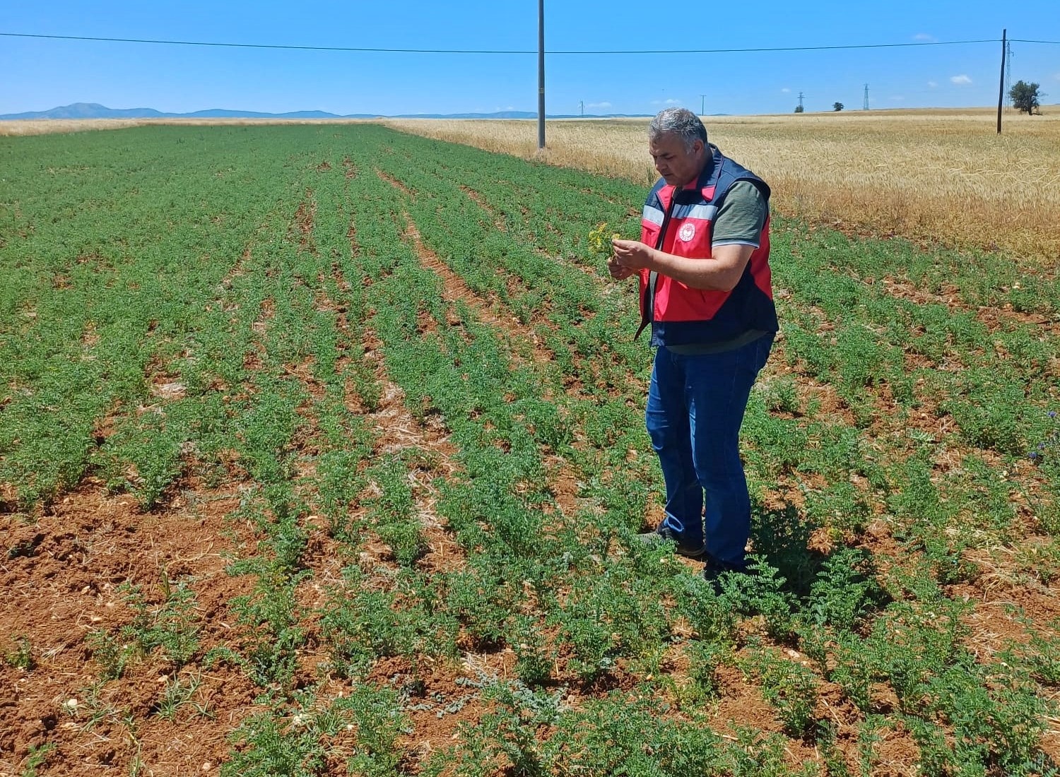Çavdarhisarda nohut tarlalarının kontrolleri yapıldı