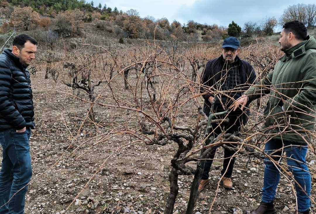 Emette pekmez evi ve üzüm bağlarında inceleme