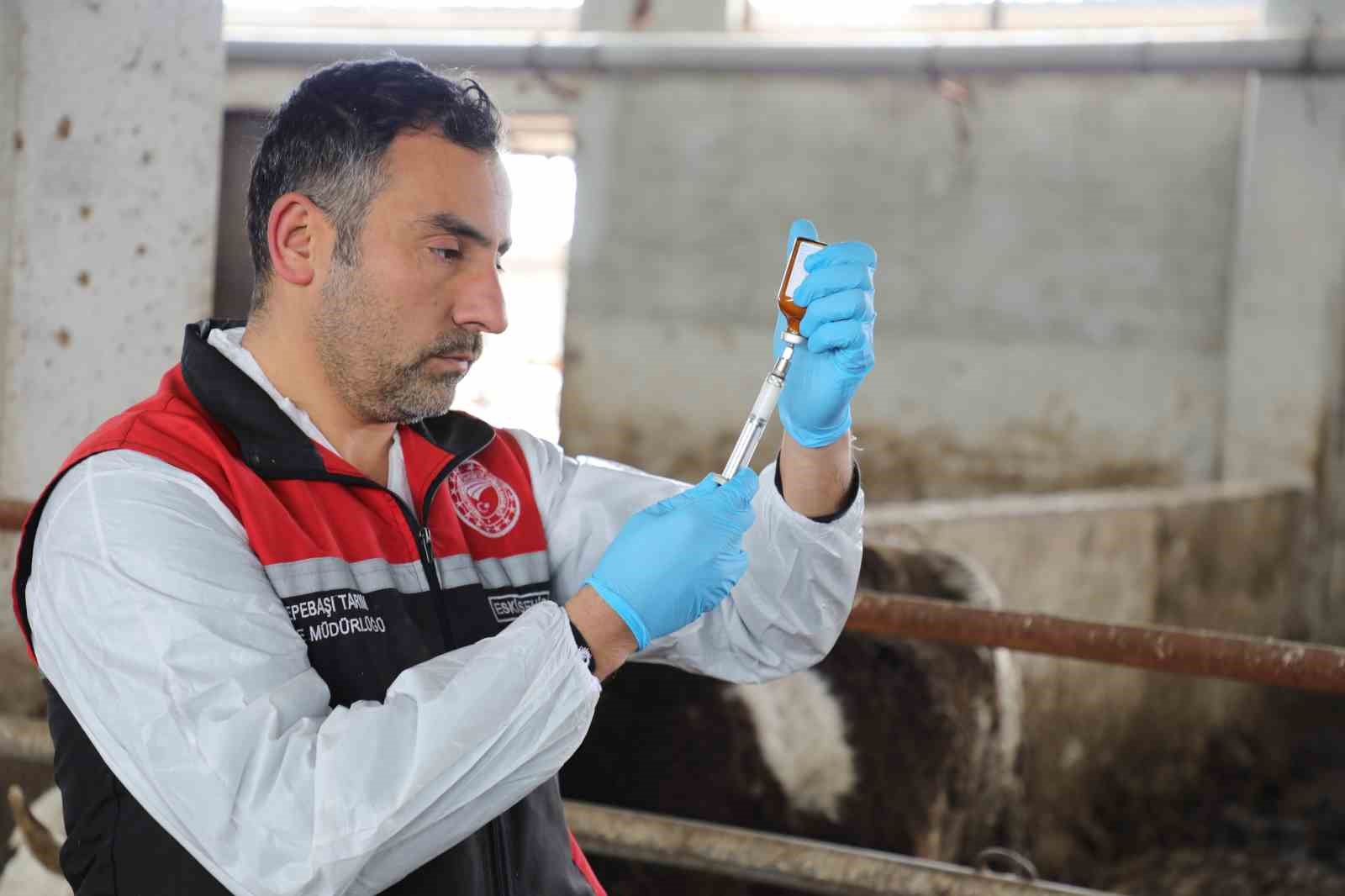 Eskişehirde şap aşılama kampanyası yüzde 100 başarıyla tamamlandı
