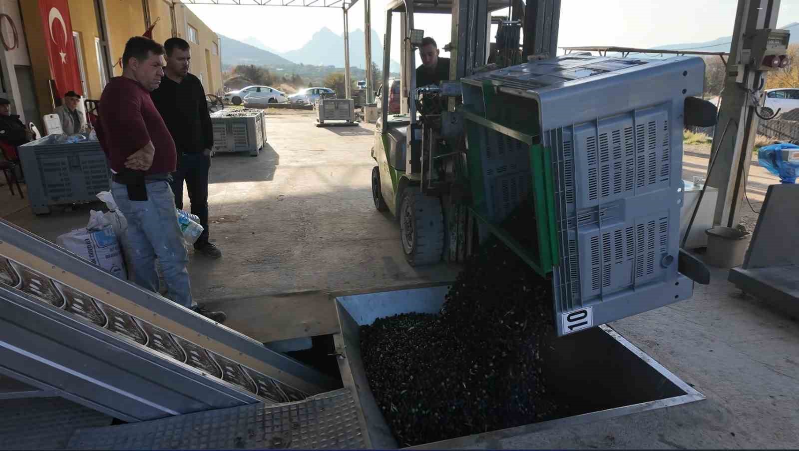 Eskişehirin Akdenizinde zeytinyağının soğuk sıkım yolculuğu