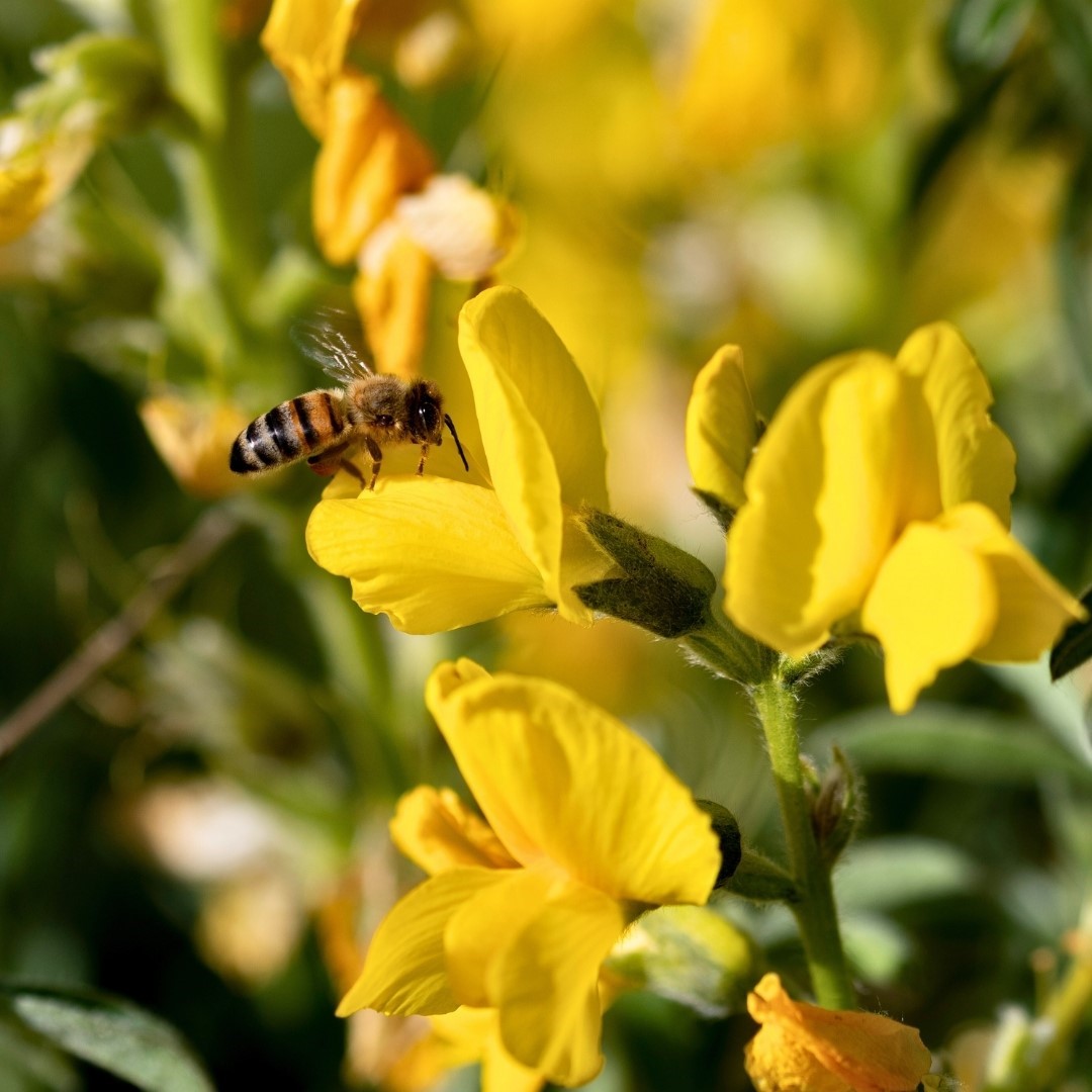 Koruma Altındaki ‘Eber Sarısıyla ilgili önemli açıklama