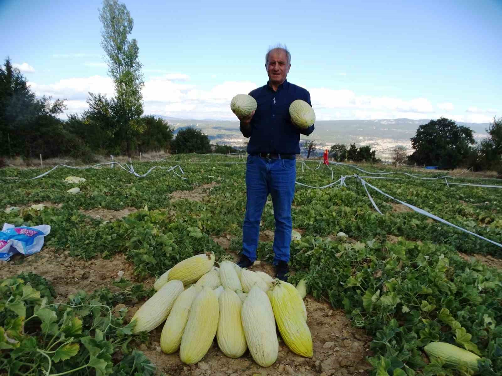 Kütahya'da Göncek Kavununun hasadı başladı