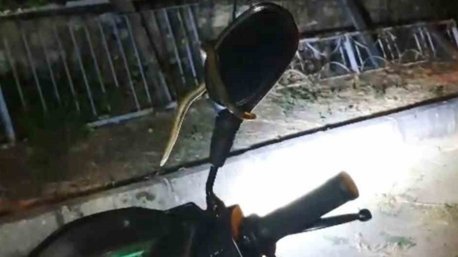Park halindeki motosiklette yılan paniği