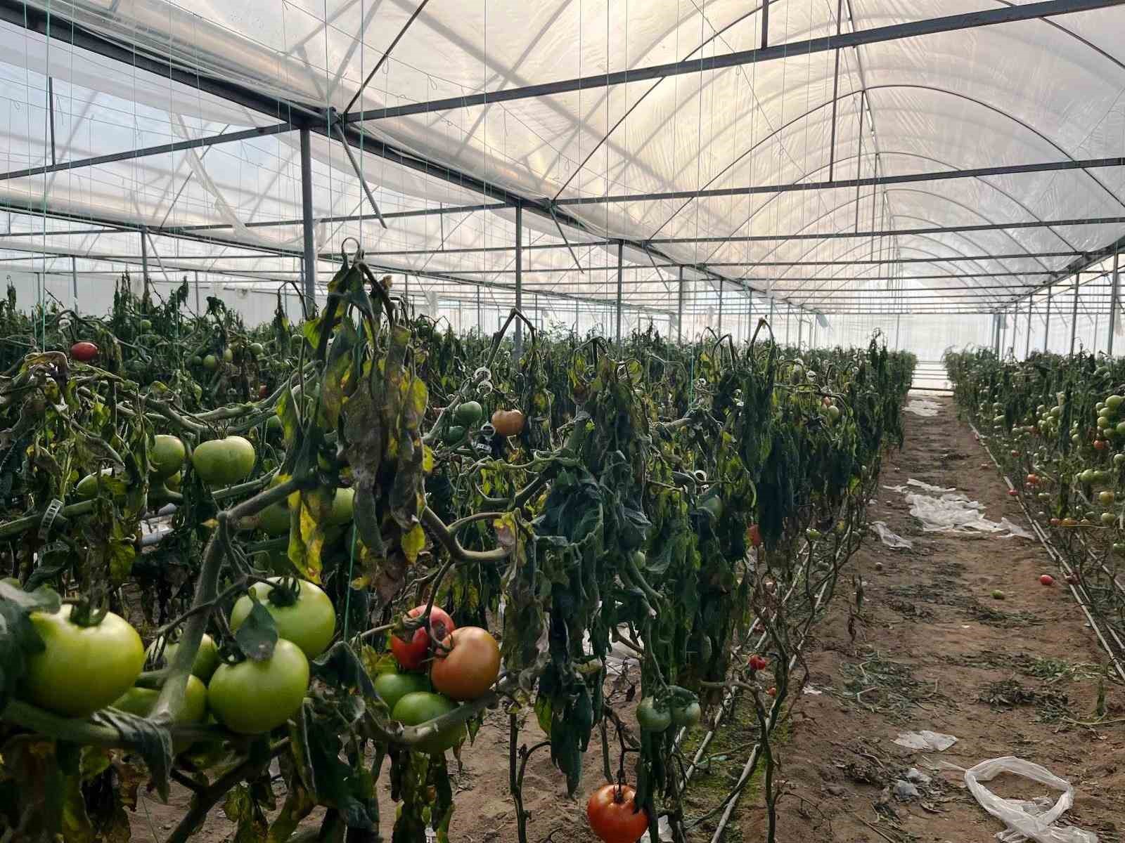 Simavdaki seralarda zirai don zarar tespit çalışması yapıldı