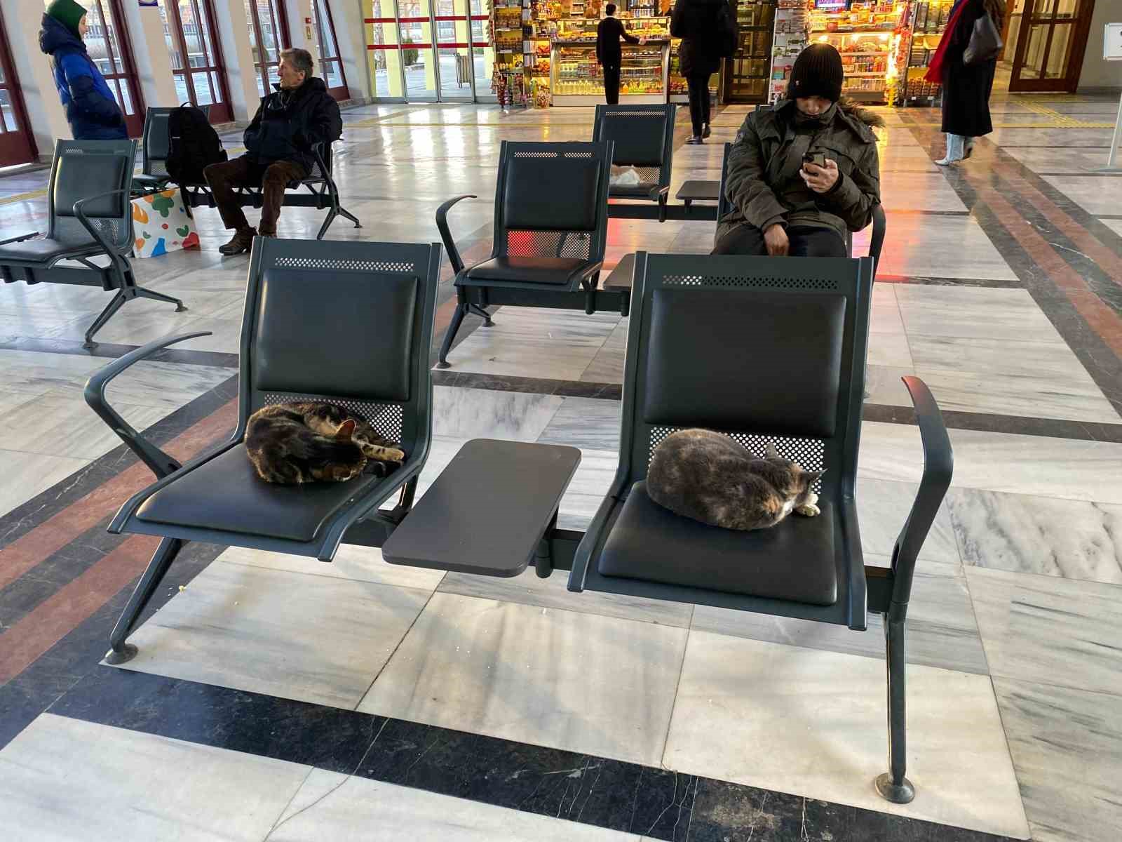 Soğuktan üşüyen sokak kedileri tren garına ısındı
