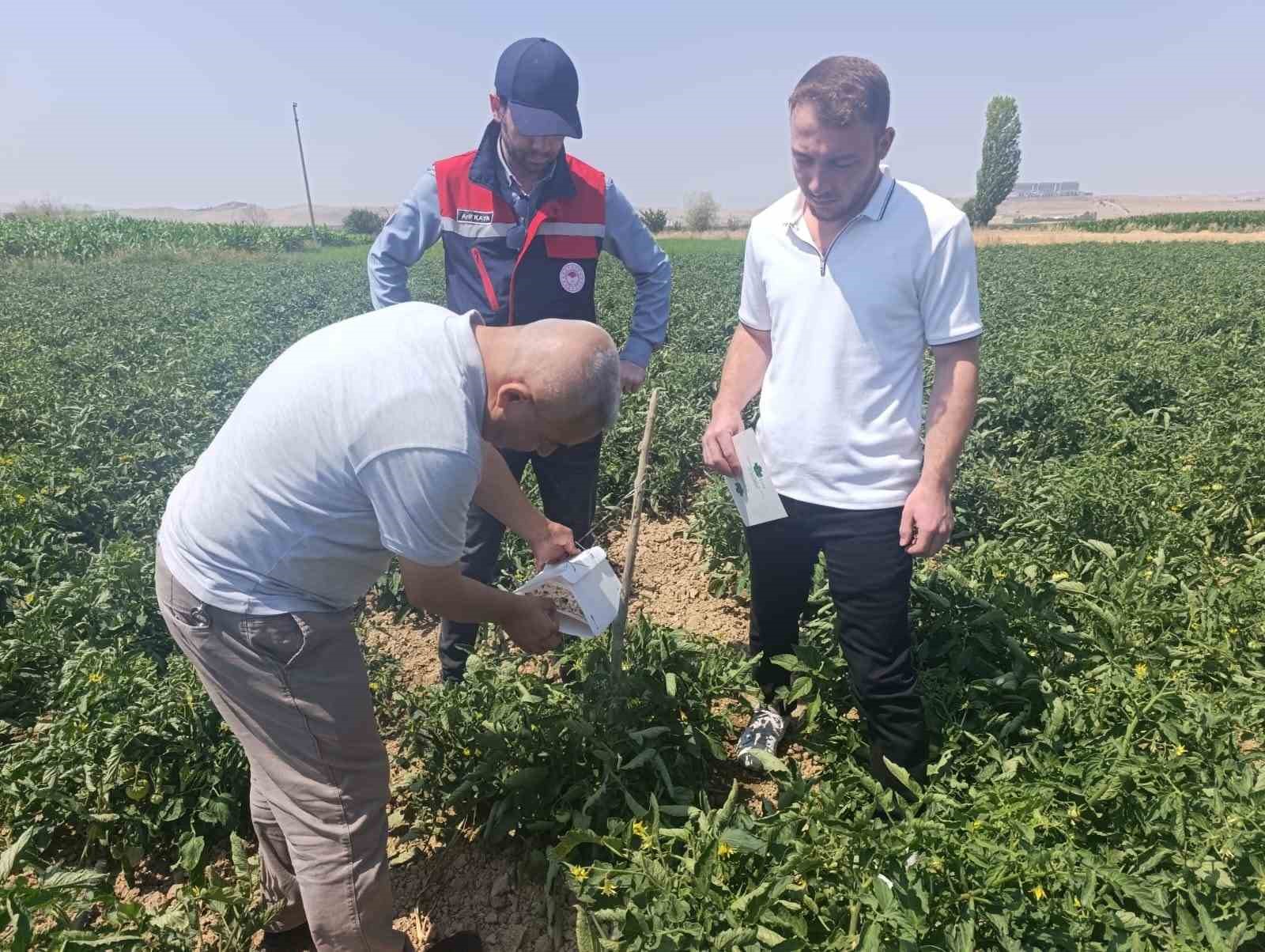 Afyonkarahisar'da bitki sağlığı faaliyetleri devam ediyor