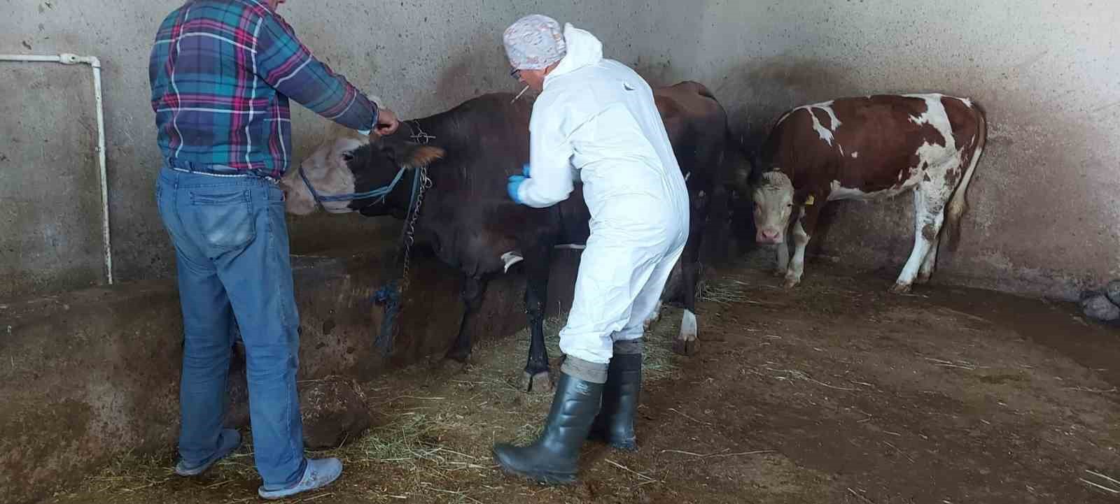 Afyonkarahisar'da sığır tüberkülozu taraması başlatıldı