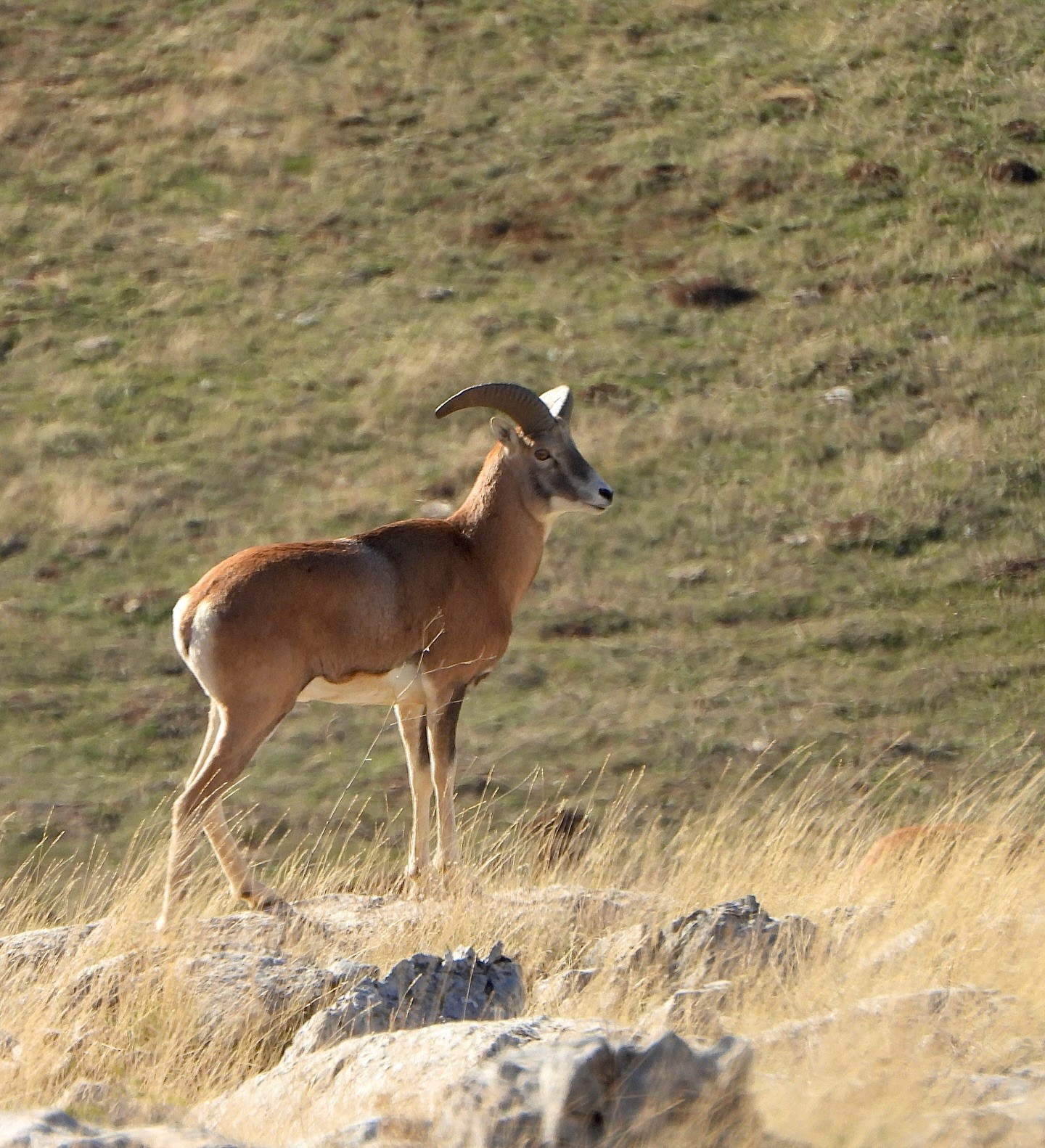 Anadolu Yaban Koyununun üretimi devam ediyor