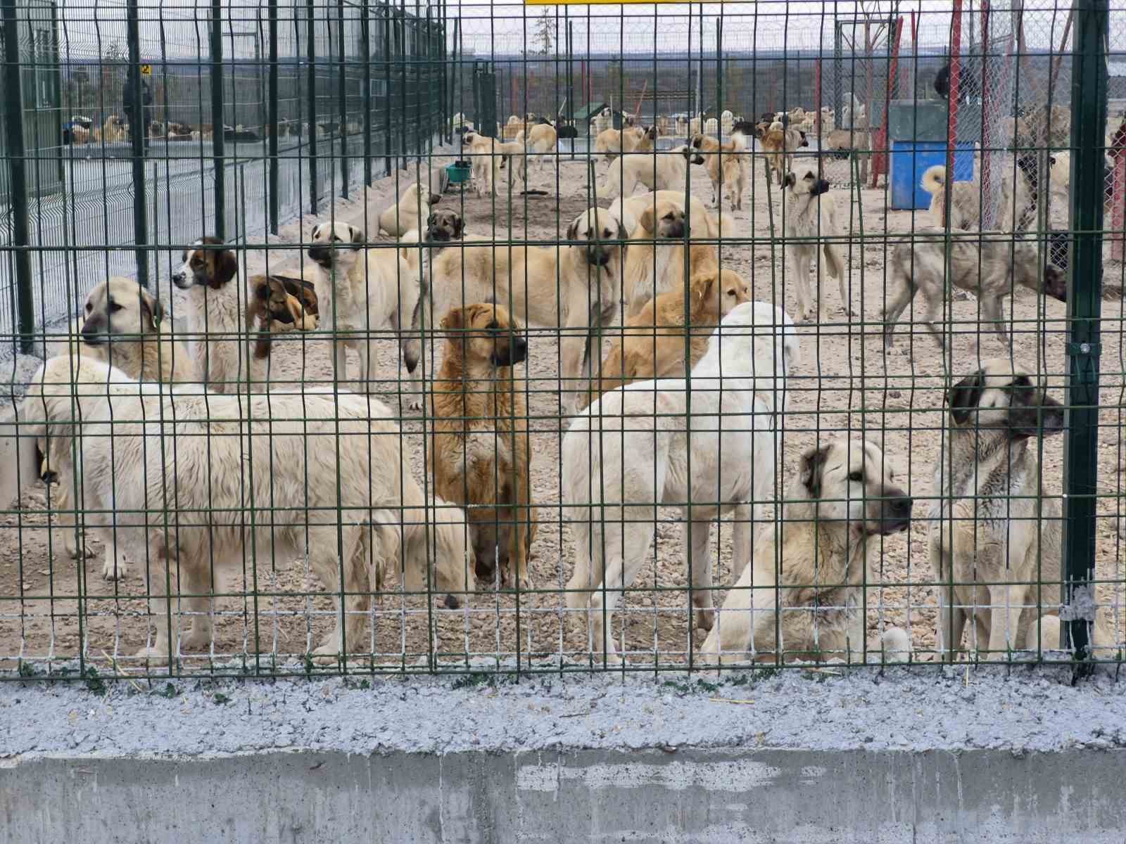 Barınakta aç ve susuz bırakılan köpeklerle ilgili Büyükşehir'den açıklama