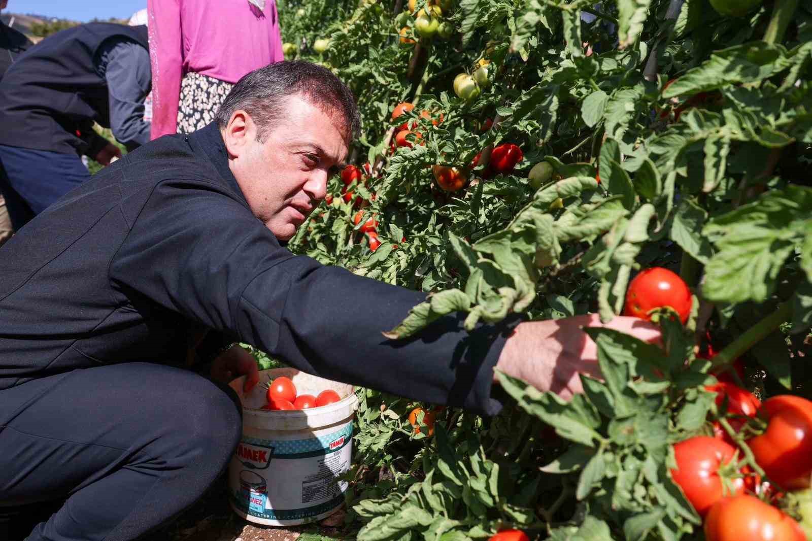 Bilecikte 14 bin 400 dekar alanda sofralık, 2 bin 608 dekar alanda salçalık domates üretimi yapılıyor