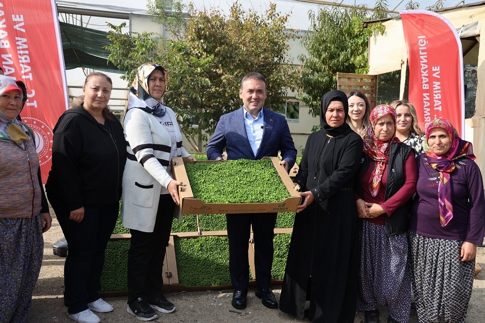 Bilecikte tarıma can suyu: 926 bin marul fidesi toprakla buluştu