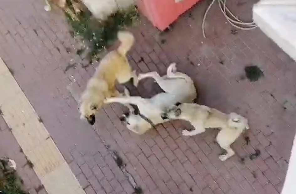 Bilecik'te vatandaşlar sahipsiz köpek korkusundan sokağa çıkamıyor