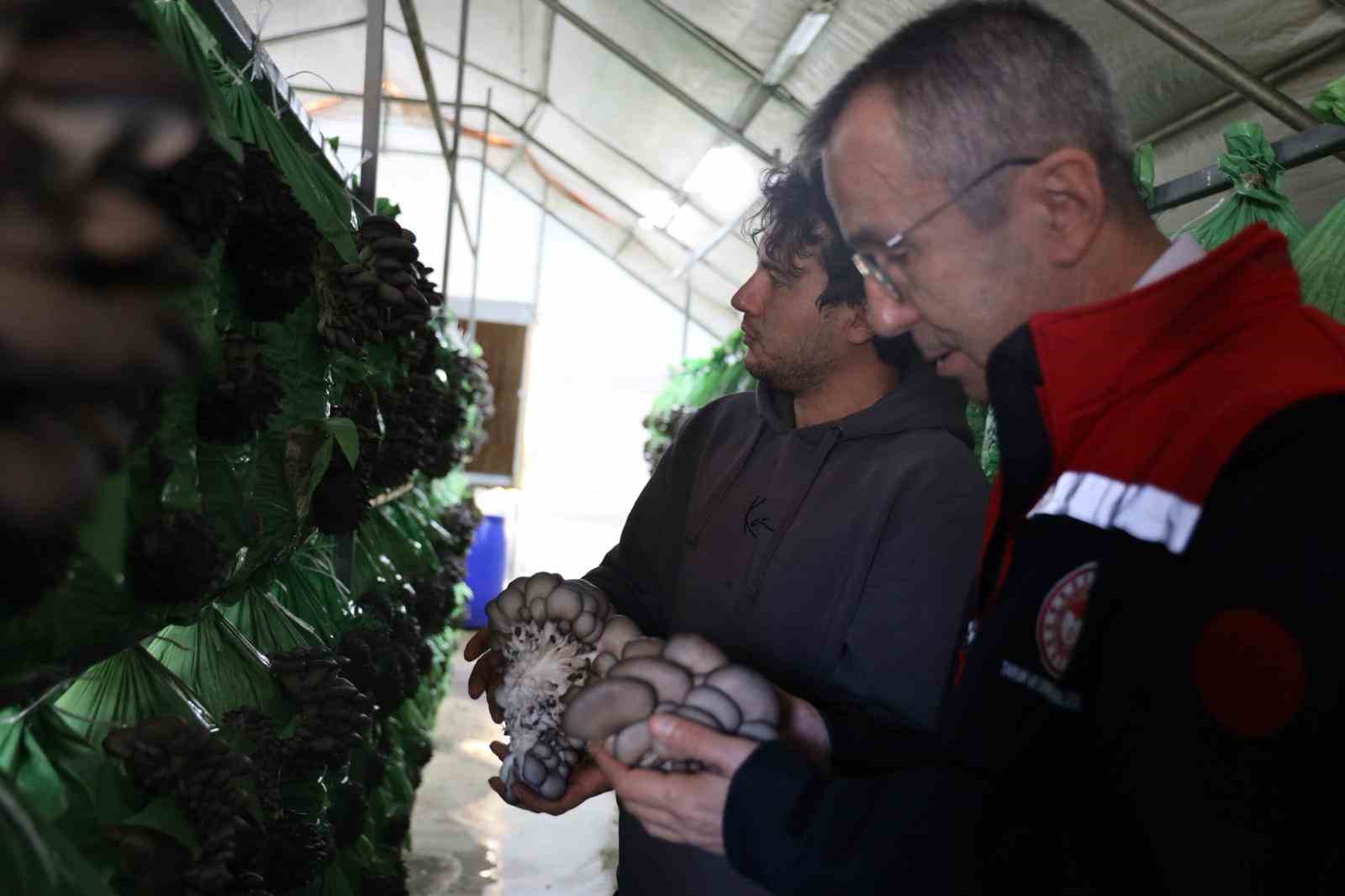 Bilecikte yüzde 100 hibeli istiridye mantar üretimi başladı