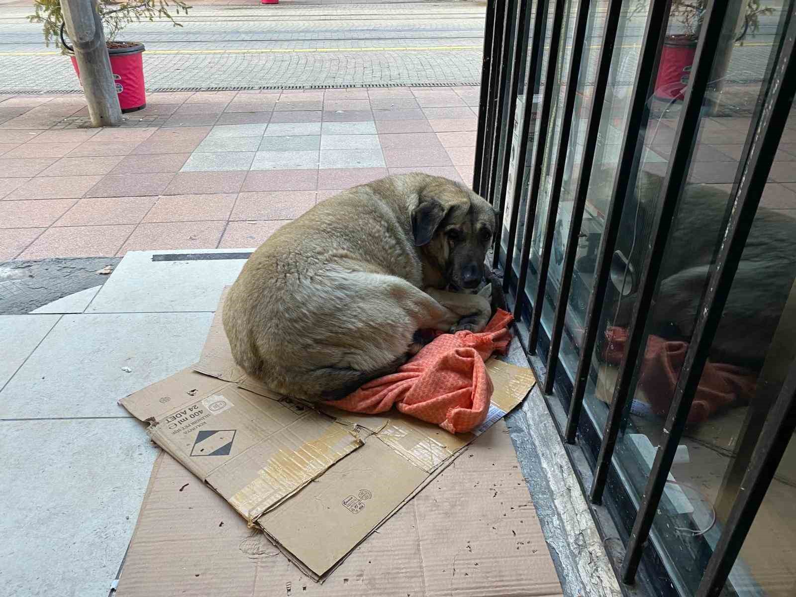 Dondurucu soğuk sokak hayvanlarının yaşamını zorlaştırdı