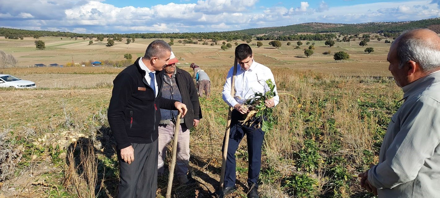 Dumlupınar Kaymakamı Teltik, şeker pancarı hasadını yerinde inceledi