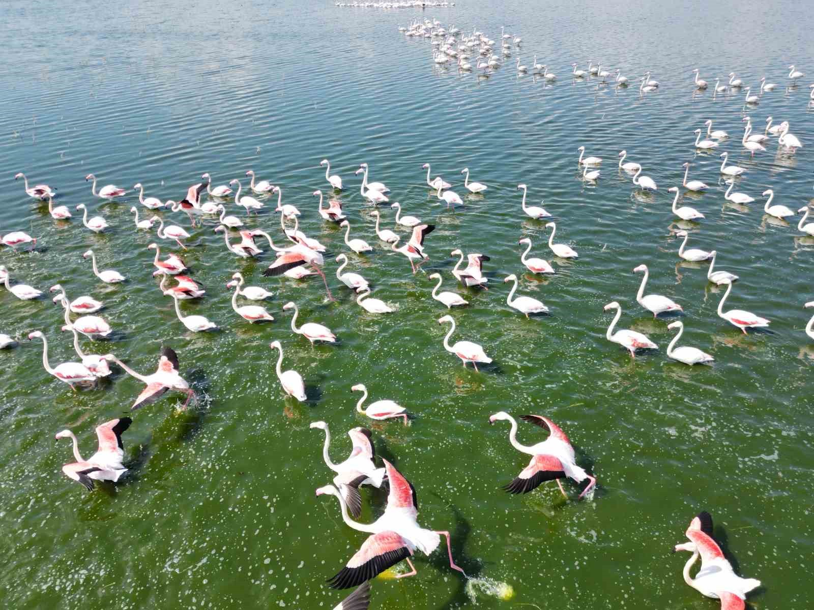 Eber Gölünün geçici ev sahipleri allı turnalar havadan görüntülendi