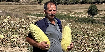 Emet'in Göncek Kavunu organik tarım bünyesine kazandırılacak