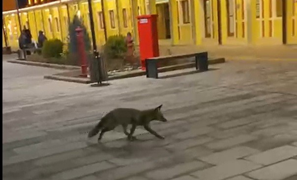 Eskişehir garında tren beklerken gördükleri tilki karşısından hayrete düştüler