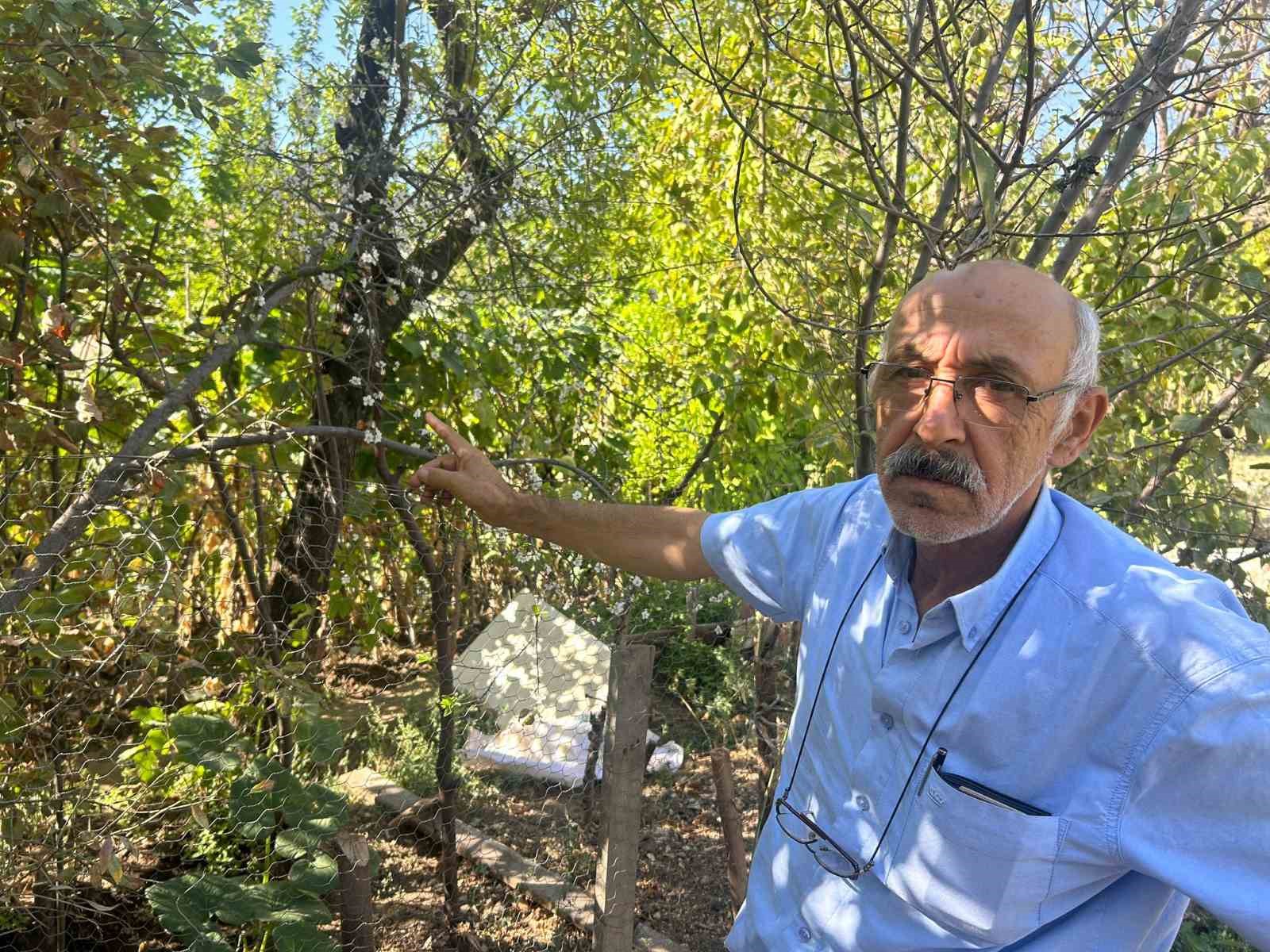 Eskişehir'de erik ağacı ağustosun sonunda çiçek açtı