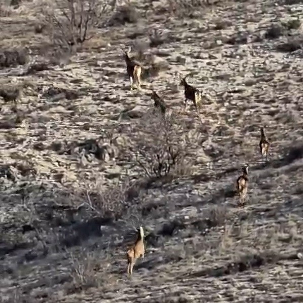 Eskişehirde görüntülenen 8 geyik hayran bıraktı