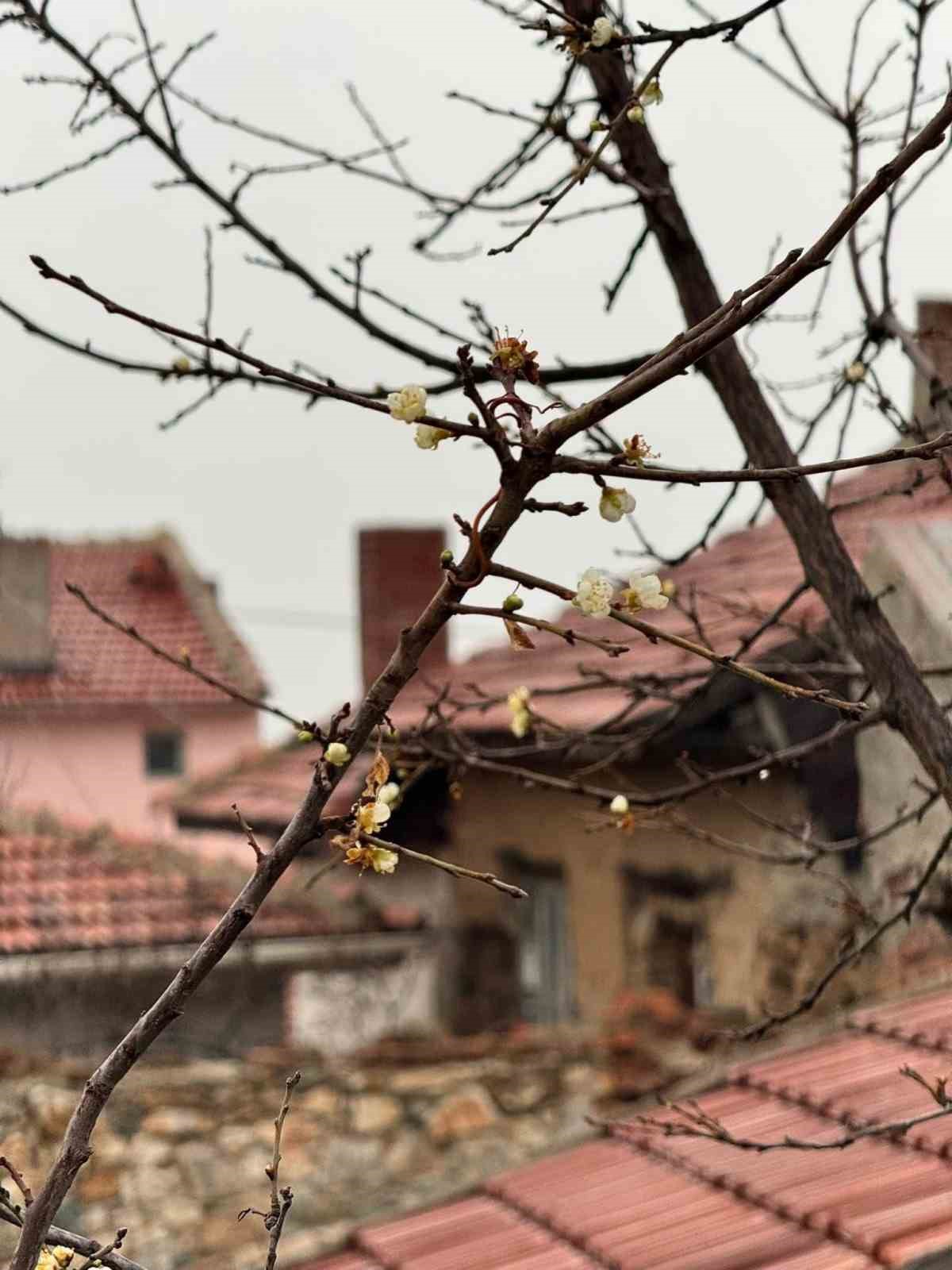 Eskişehirde kayısı ağacı Aralık ayında çiçek açtı