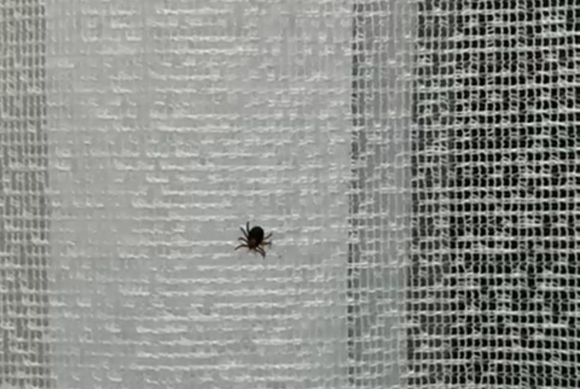 Eskişehirde kene paniği hastanede bitti
