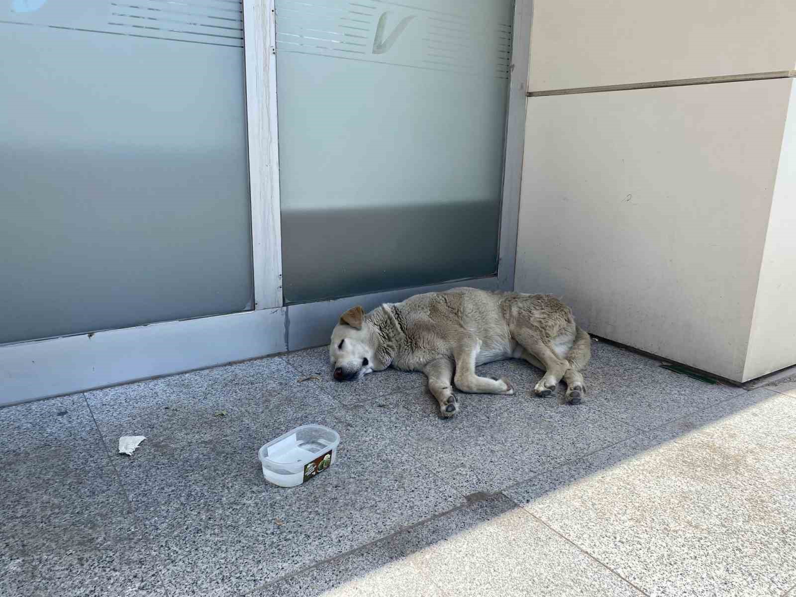 Eskişehirdeki sıcaklar köpekleri de etkiledi