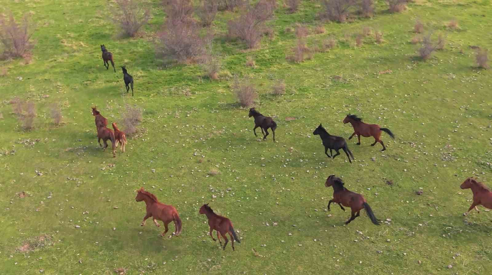 Eskişehirdeki yılkı atların özgür halleri havadan görüntülendi