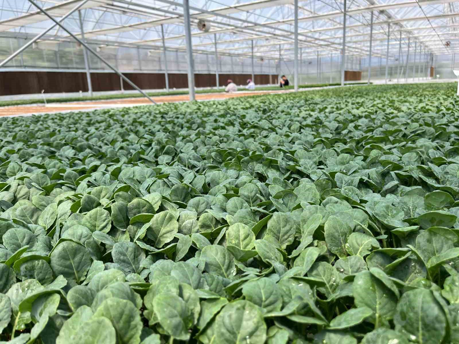 10 milyon bitki fidesi Eskişehir'den Türkiye'nin dört bir yanına gönderiliyor