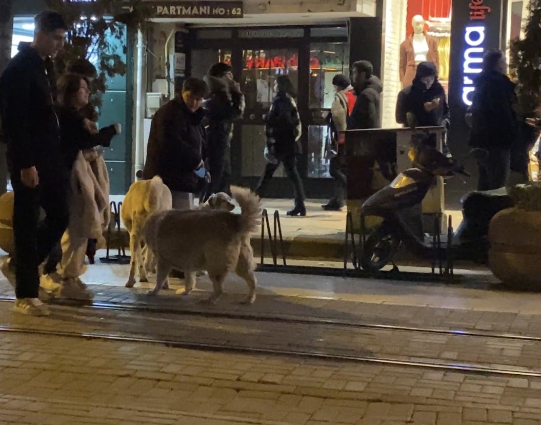 Evcil hayvanıyla yürürken sokak köpeklerinin arasında kaldı