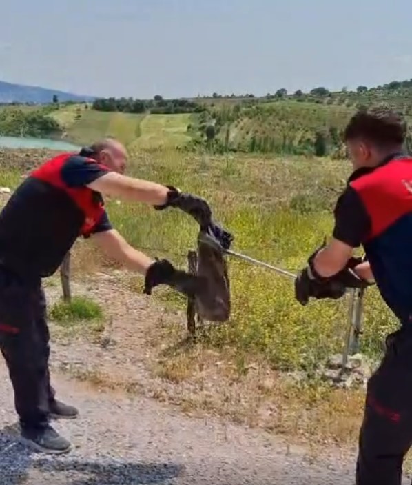 Yılan ve kene alarmı
