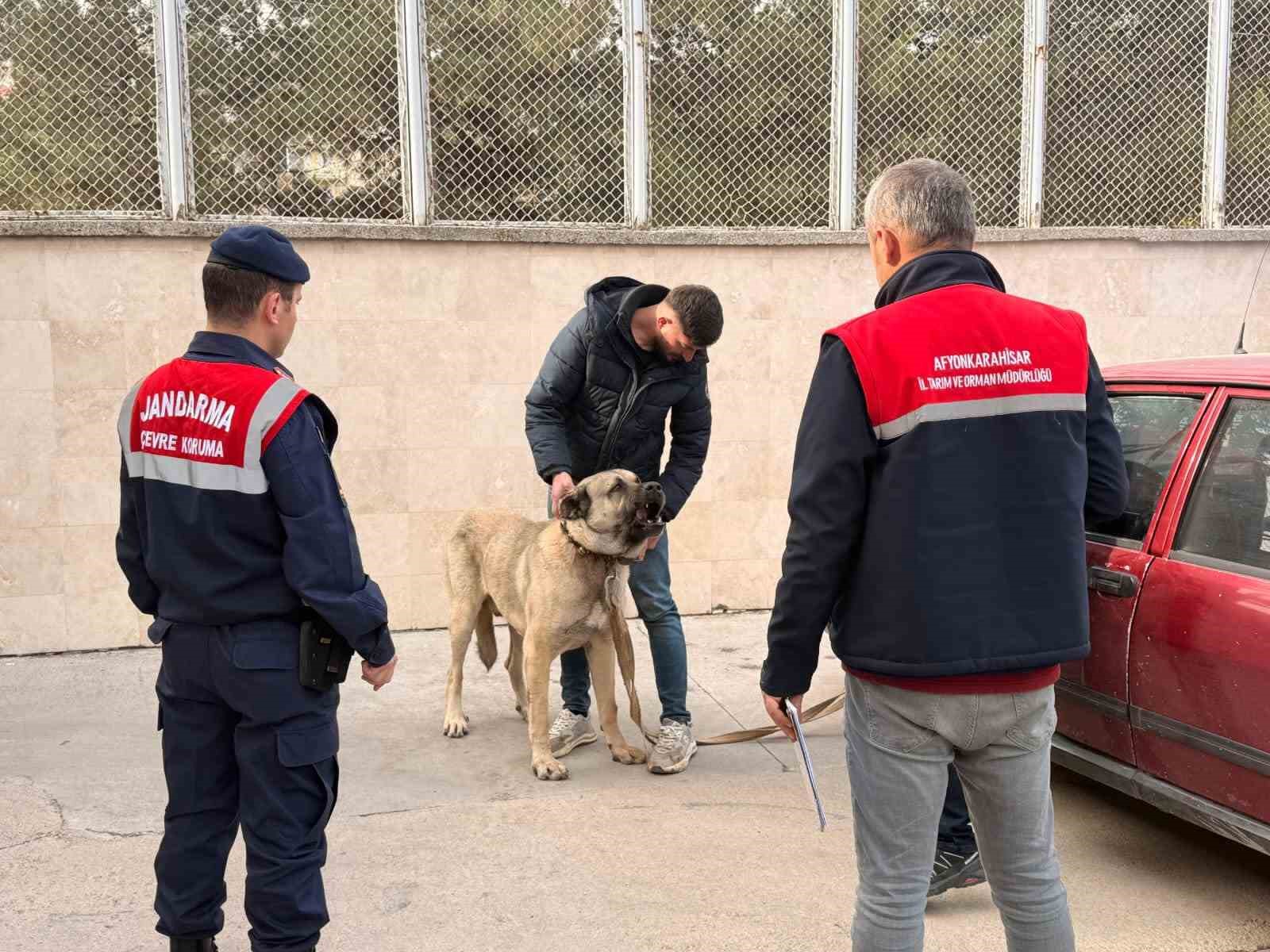 Köpek dövüştüren şahıslara jandarma baskını:12 gözaltı