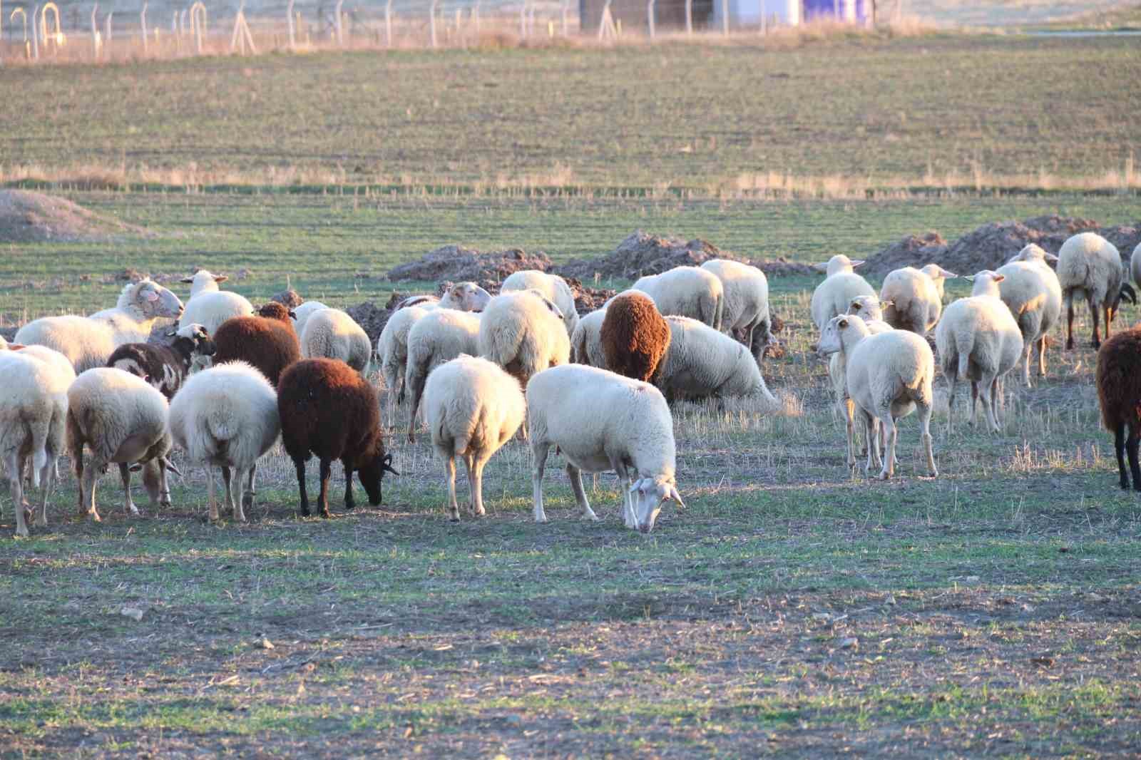 Koyunlar bu kışı kırda otlayarak geçiriyor