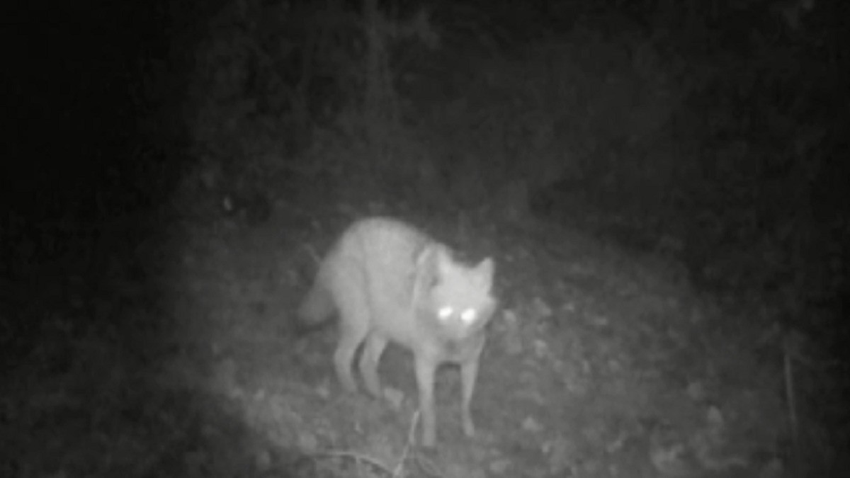 Kurt ve çakal aynı fotokapanda