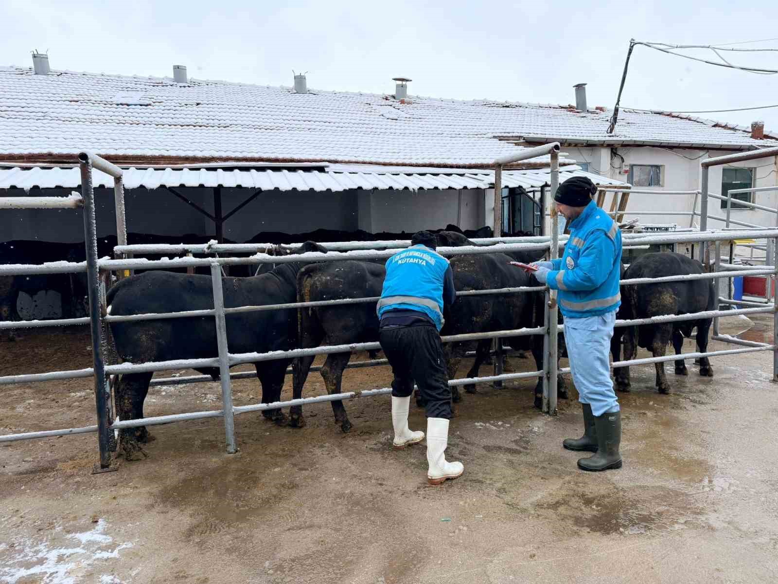 Kütahyada ithal besilik erkek sığırlar için millileştirme çalışmaları sürüyor