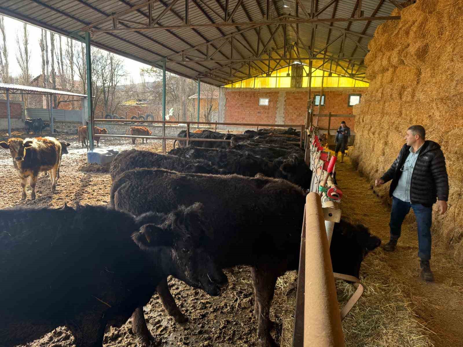 Kütahyada teslim edilen büyükbaş hayvanların kontrol ve muayeneleri yapıldı