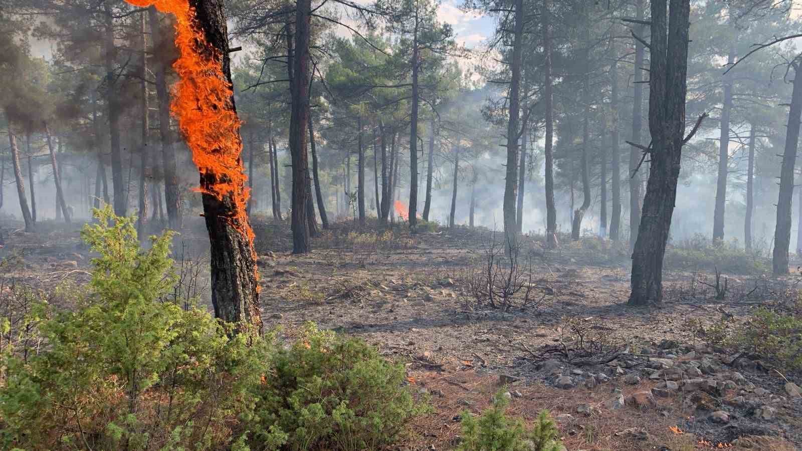 Kütahya'da yıldırım, orman yangınına neden oldu: 8 dekar alan zarar gördü