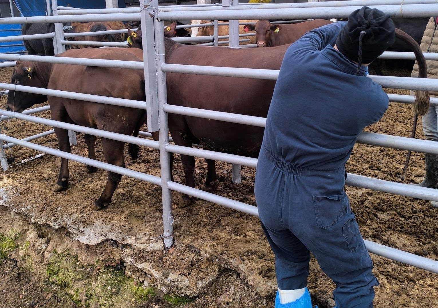 Kütahyaya Brezilyadan gelen ithal gebe düveler sağlık kontrolünden geçirildi