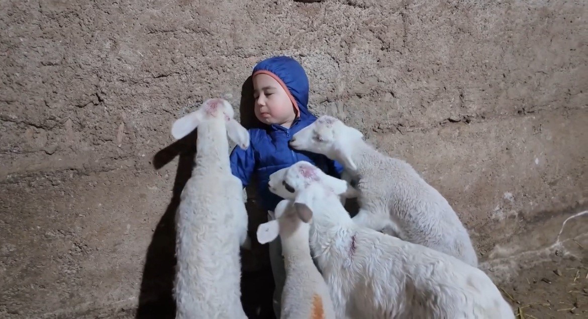 Kuzuların arasında kalan minik Yusufun tatlı halleri gülümsetti