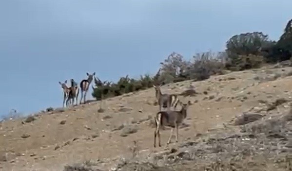 Mihalıççıkta kaçışan 10 geyik böyle görüntülendi