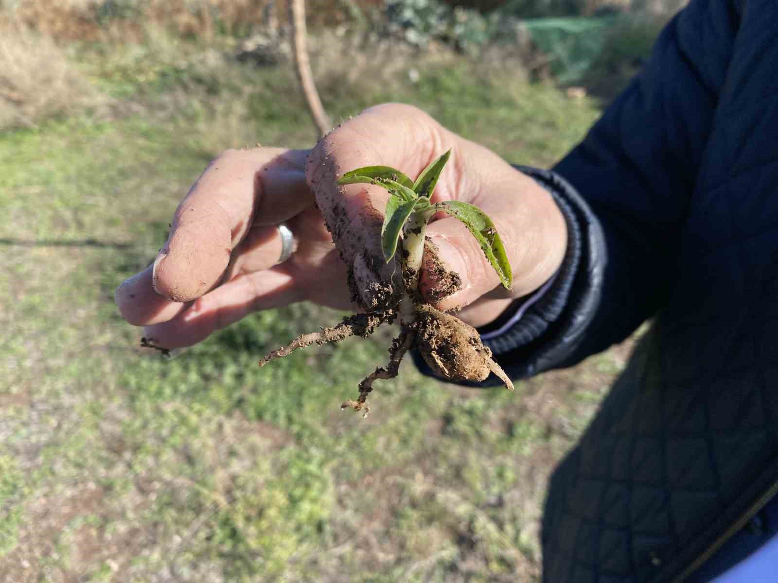 Nesli tükenmekte olan salep Eskişehir'de yeniden hayat buluyor