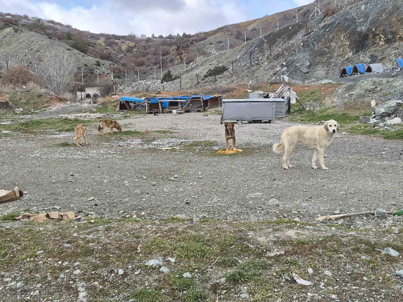 Onlarca köpek bu yuvalarda ısınıyor