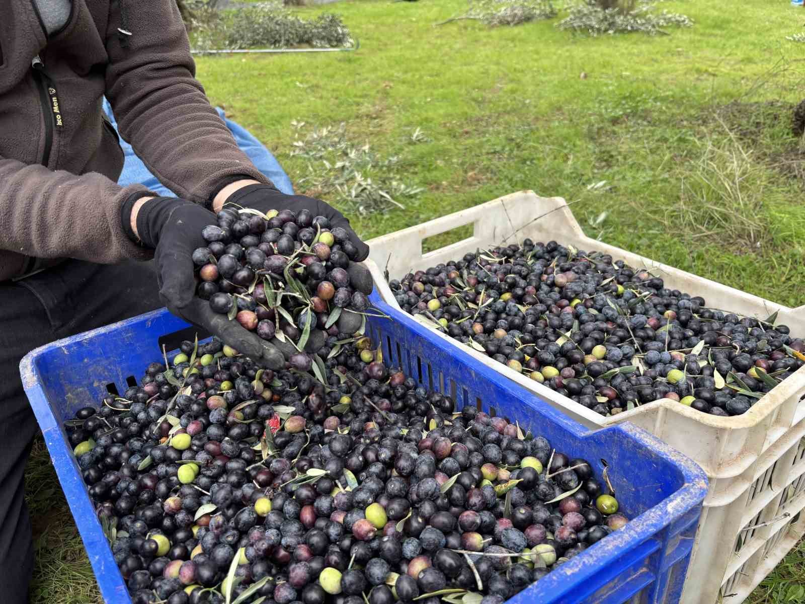 Orta Sakarya Vadisindeki mikroklima etkisine sahip Osmanelinde zeytinler hasat sona erdi