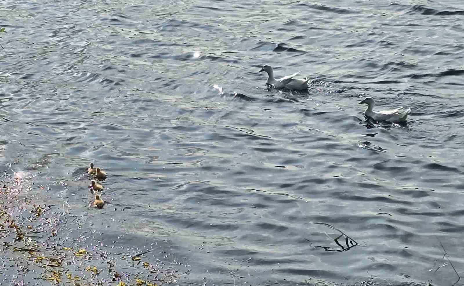 Pelitözü Göletinde uzun bir aradan sonra ilk pekin ördeği yavruları