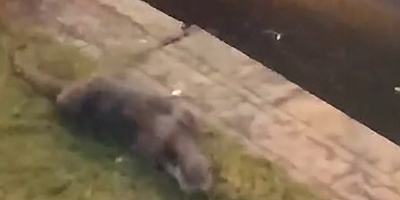 Porsuk Çayından çıkan su samuru görenleri tedirgin etti
